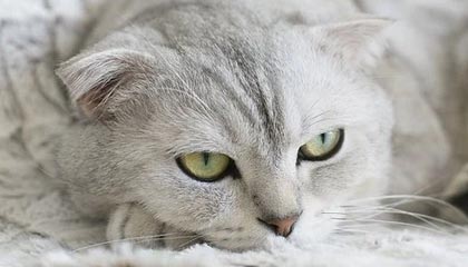 AIYOUXI.COM-高校篮球推广体能恢复课程延长运动员竞技寿命，高校篮球现状