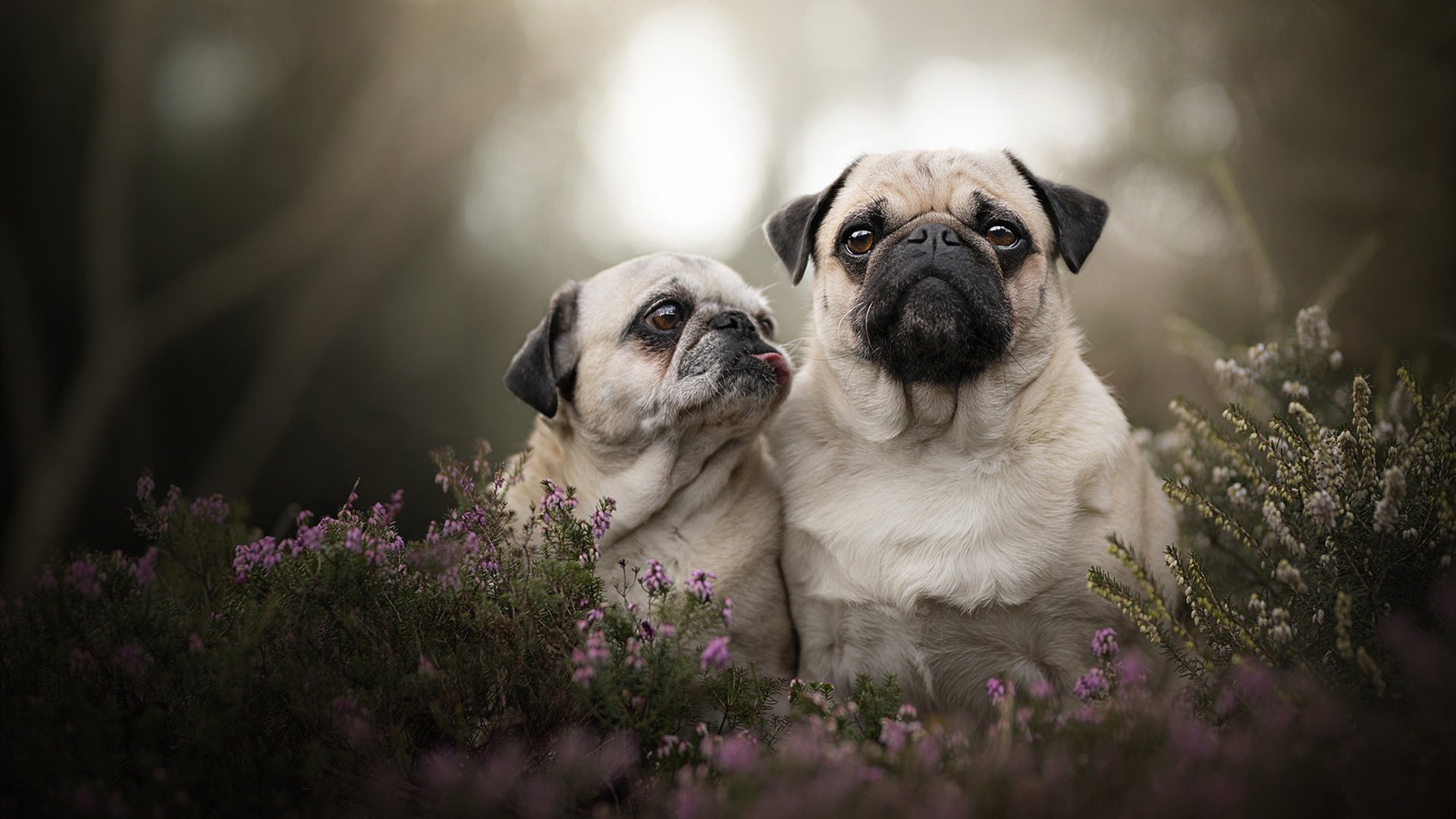 “法甲崭露头角的黑马队伍，持续发力”，法甲什么水平